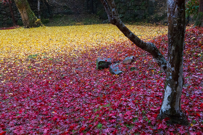 Shorakuji Temple, Nara Prefecture, Autumn Leaves  Yellow Leaves  Near Fukuju in Temple