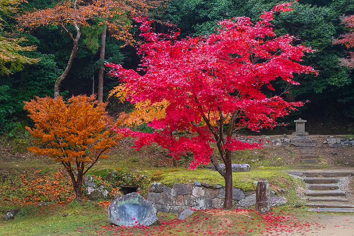 Shorakuji Temple, Nara Prefecture, Autumn Leaves Near the Amida Sanzon Stone Buddha and the Otsu no Miko Poetic Monument