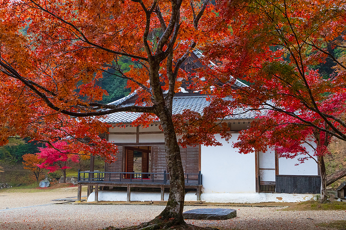 Main Hall of Shorakuji Temple in Autumn Leaves, Nara Prefecture