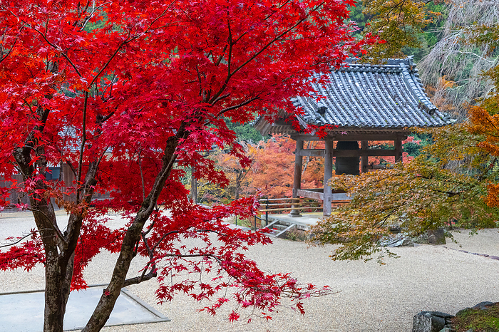 Shorakuji Temple Bell Tower in Autumn Leaves, Nara Prefecture
