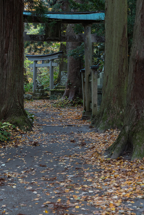 Torii gate and cedar-lined approach to Towada Shrine on the shore of Lake Towada in Okuse-Towada, Towada City, Aomori, Japan