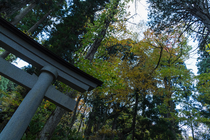 Autumn leaves at the torii gate and cedar-lined approach to Towada Shrine on the shore of Lake Towada in Okuse-Towada, Towada City, Aomori Prefecture, Japan