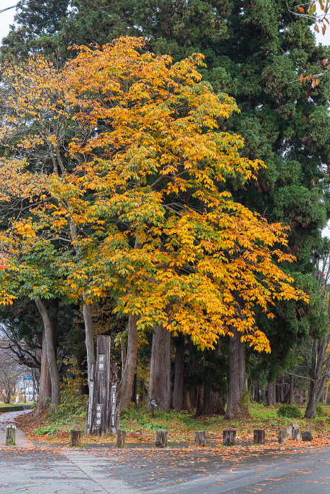 Japan Aomori Prefecture Towada City Okuse Towada Cedar trees and autumn leaves at a lakeside rest house on the shores of Lake Towada