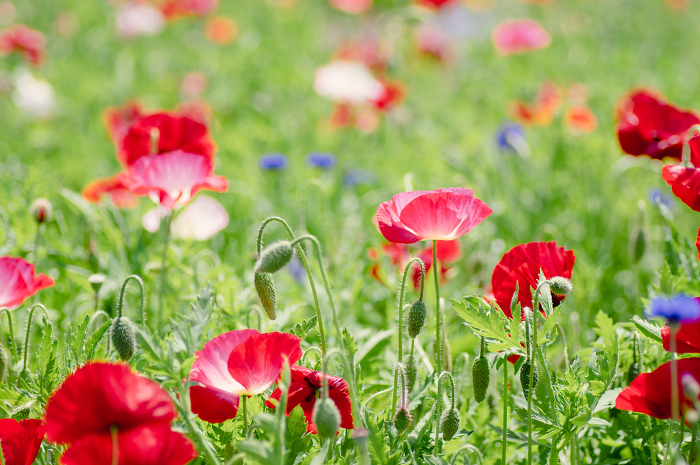 Pink poppies blooming in a flower garden