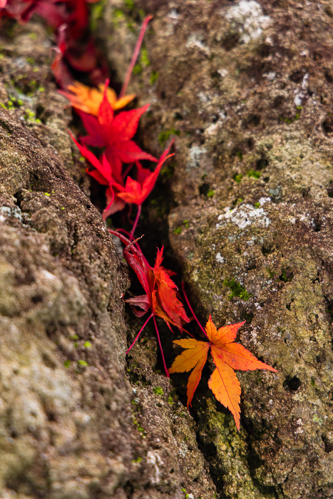 Fallen leaves in close-up