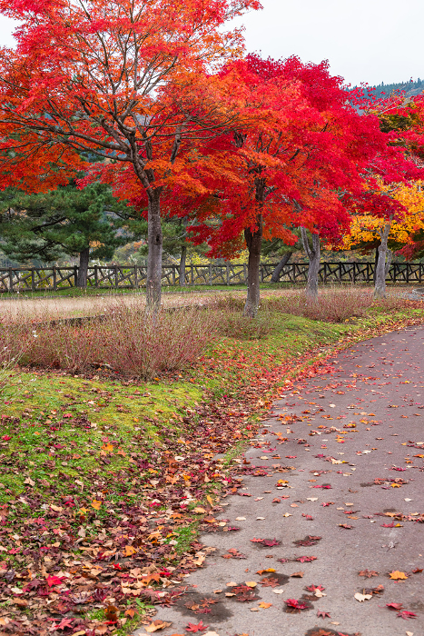 Autumn leaves at Rainbow Lake, Kuroishi City, Aomori Prefecture, Japan