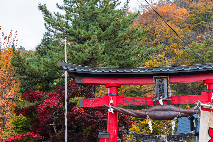 Autumn leaves of Nakano Maple Mountain and Torii of Nakano Shrine in Kuroishi City, Aomori Prefecture, Japan