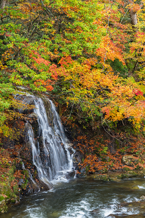 Autumn leaves and Fudo Falls at Nakano Maple Mountain in Kuroishi City, Aomori Prefecture, Japan