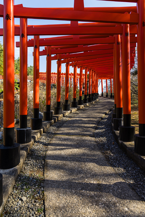 Senbon-torii (Thousand torii) at Takayama Inari Shrine in Tsugaru City, Aomori Prefecture, Japan
