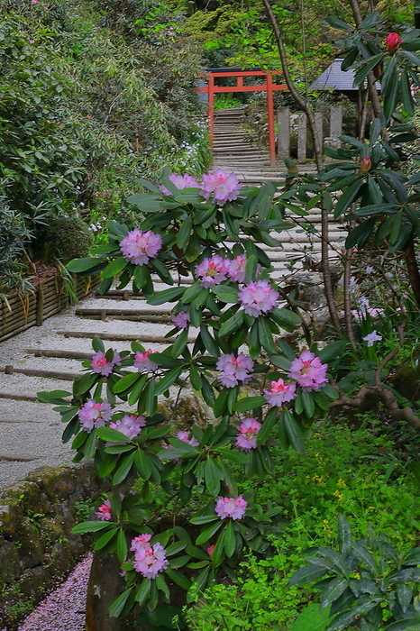 Rhododendron on the approach to Okadera Okunoin Temple, Nara Prefecture