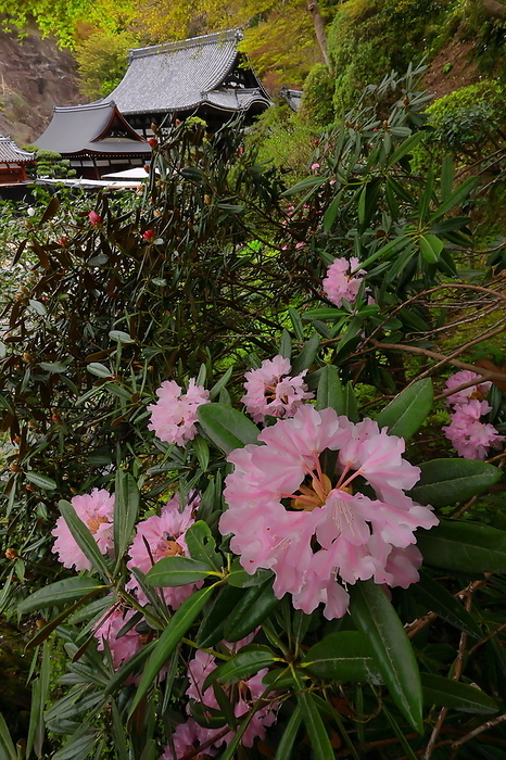 Rhododendrons and the main hall of Okadera Temple, Nara Prefecture