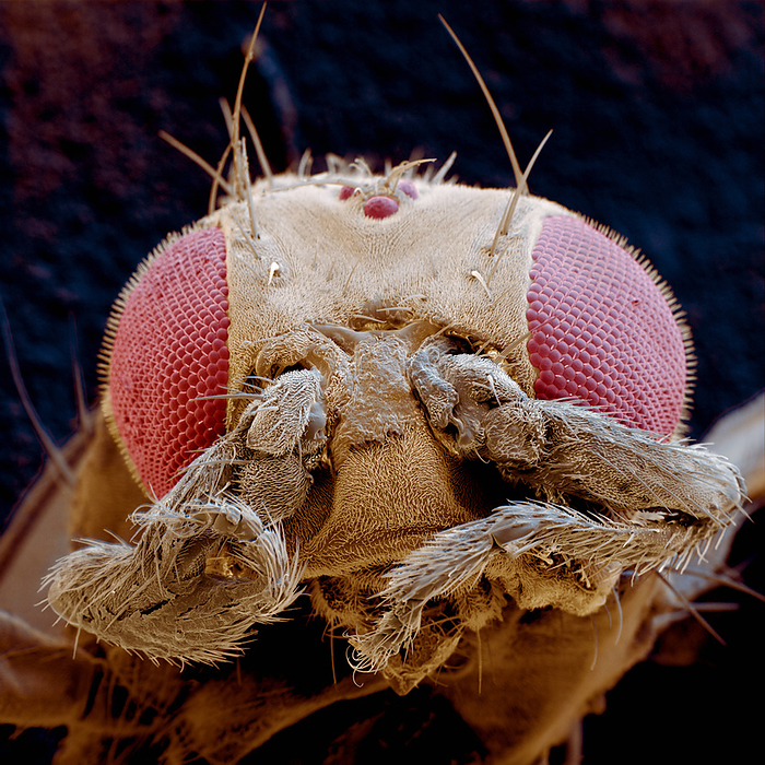 Antennapedia Mutant Drosophila  Caption  Coloured Scanning Electron Micrograph  SEM  of the head of a mutant fruit fly Drosophila melanogaster with leg antennae. Both of its multifaceted compound eyes are visible  large, red . Between the eyes are legs in the place of antennae, the product of a genetic mutation  known as leg antennae . Mutations such as this are produced by the artificial disruption of gene expression during the fly s early development. Drosophila melanogaster has been used for many years in genetic studies because it is easy to manipulate in a Magnification x70 at 6x6cm size.  Antennapedia mutant Drosophila melanogaster has grown legs instead of antennae.