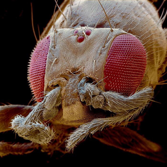 Antennapedia Mutant Drosophila  Caption  Coloured Scanning Electron Micrograph  SEM  of the head of a mutant fruit fly Drosophila melanogaster with leg antennae. Both of its multifaceted compound eyes are visible  large, red . Between the eyes are legs in the place of antennae, the product of a genetic mutation  known as leg antennae . Mutations such as this are produced by the artificial disruption of gene expression during the fly s early development. Drosophila melanogaster has been used for many years in genetic studies because it is easy to manipulate in a Magnification: x70 at 6x6cm size.  Antennapedia mutant Drosophila melanogaster has grown legs instead of antennae.