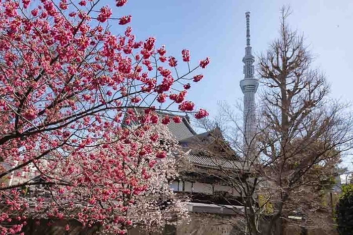 Kanhizakura and Sky Tree Sumida-ku, Tokyo