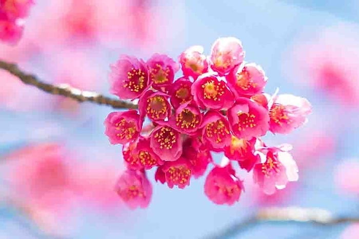 Kanhizakura cherry blossoms Sumida-ku, Tokyo
