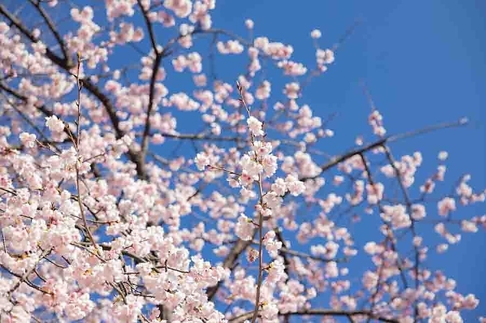 Cherry blossoms Sumida-ku, Tokyo