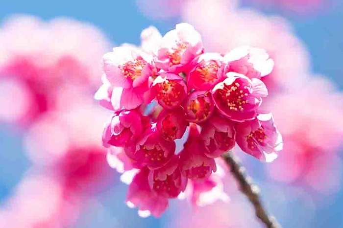 Kanhizakura cherry blossoms Sumida-ku, Tokyo