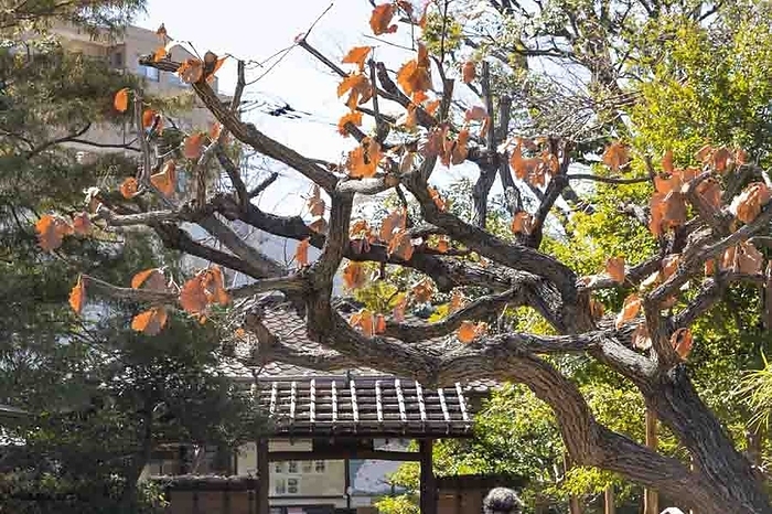 Tree with dead leaves Sumida-ku, Tokyo