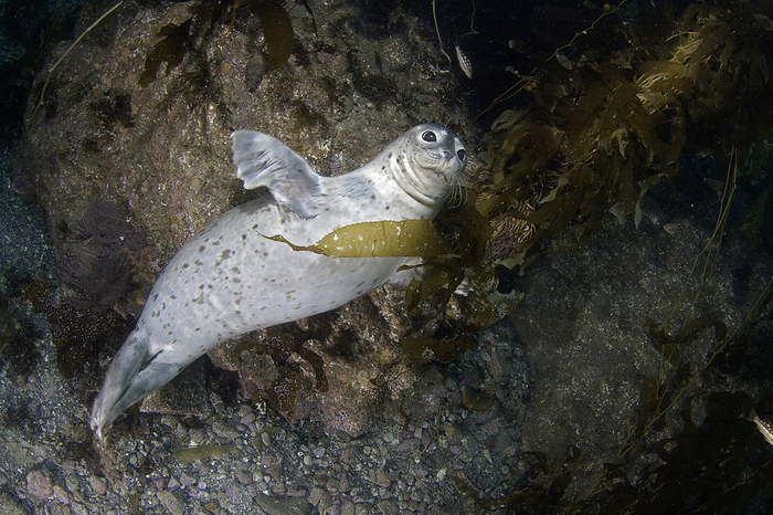 A harbor seal lurks in a kelp forest Harbor seal, Phoca vitulina,  in a kelp forest, Macrocystis pyrifera, off Catalina Island, California, USA.