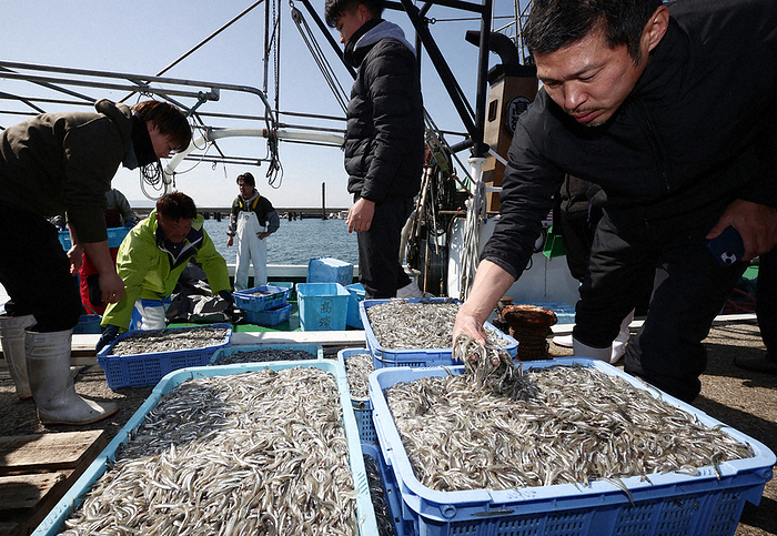 Cinco,  juvenile squid roe being landed Cinco, a juvenile cuttlefish, being landed in Akashi City, Hyogo Prefecture, Japan, at 10:41 a.m. on March 11, 2024  photo by Yuichi Nakagawa 