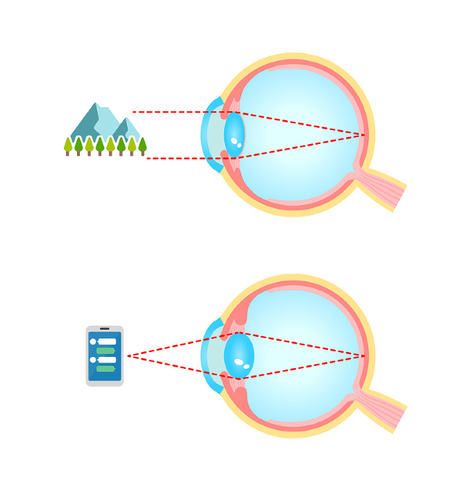 Eye changes when looking at the distance and when looking at the near Vector illustration