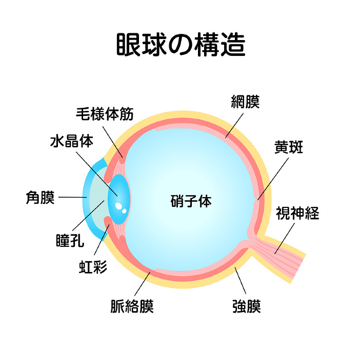 Structure and name of the eye Vector illustration