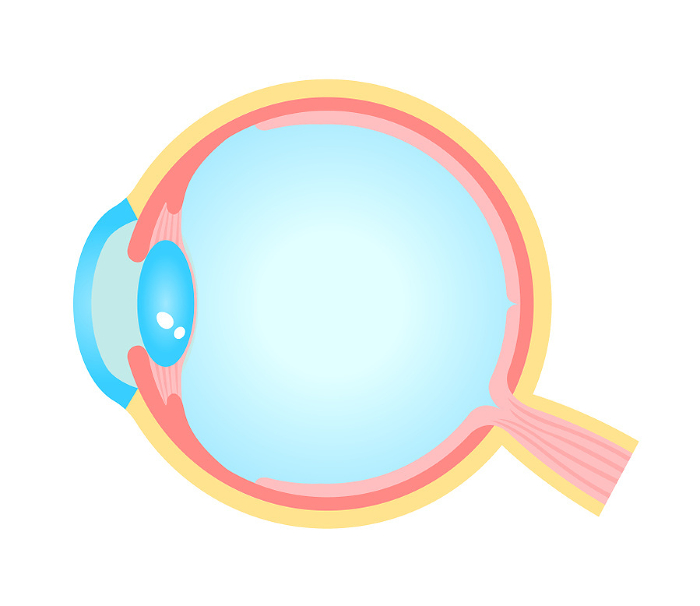Cross-section of an eyeball Vector illustration