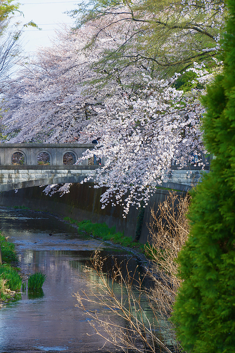 Cherry blossoms in Kanda River