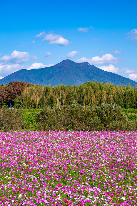 Cosmos field and Mt.