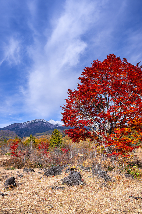 Norikura Kogen Maple Tree, Nagano Prefecture