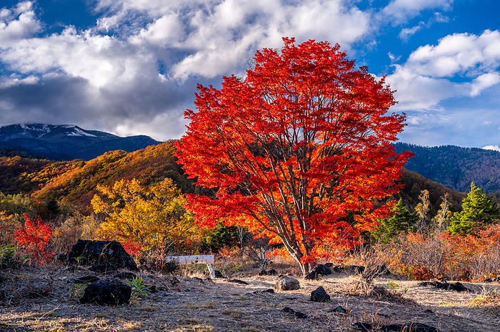 Norikura Kogen Maple Tree, Nagano Prefecture