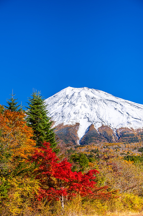 Shizuoka Prefecture Autumn Leaves and Mt.