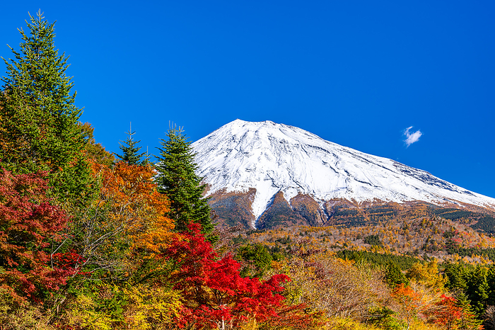 Shizuoka Prefecture Autumn Leaves and Mt.