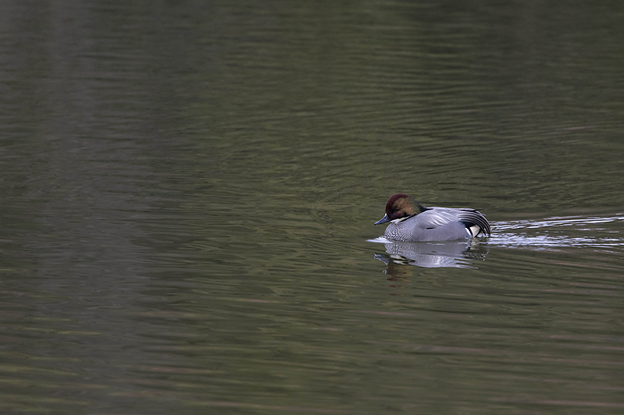 any duck with white specula (bright patches on the wings)