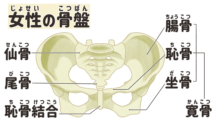 Realistic female pelvic structure and names Easy-to-understand Japanese illustrations