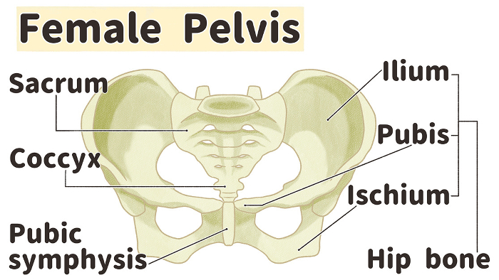 Realistic female pelvic structure and names Easy-to-understand English illustrations