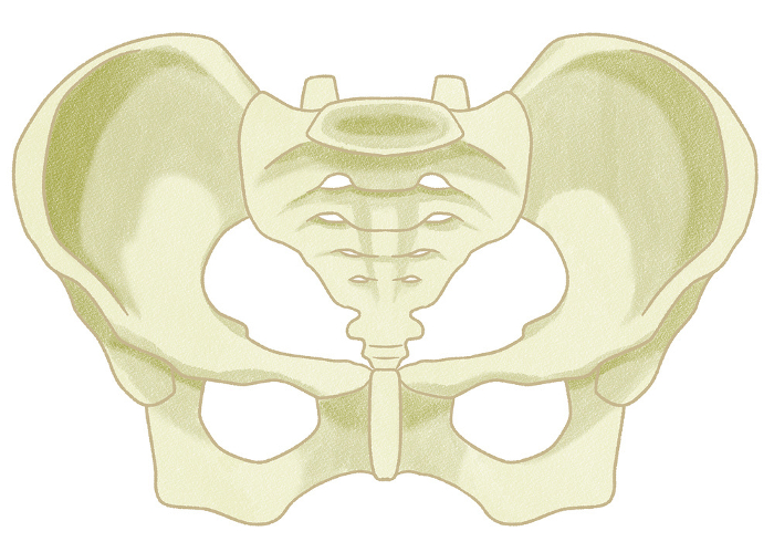 Realistic female pelvic structure Easy-to-understand graphic illustrations