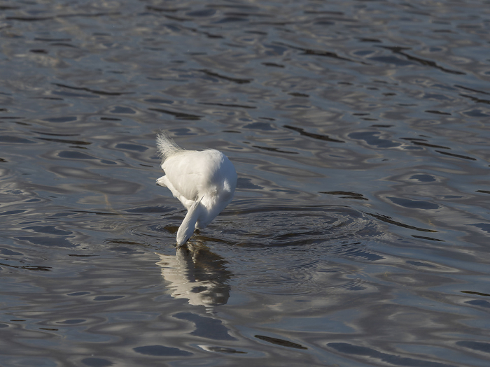 Little egret looking for fish in the Yamato River