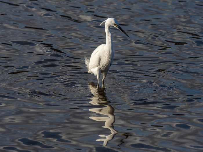 Little egret looking for fish in the Yamato River