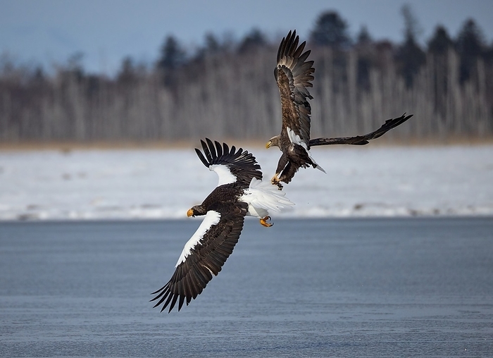 Eagle in the air Aerial battle between Steller s sea eagle and white tailed sea eagle over foodSteller s sea eaglePhoto by shogo Asao