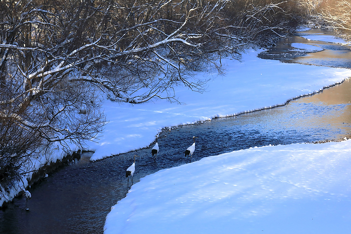 Hokkaido New Snowy River Oyako-Child Crane