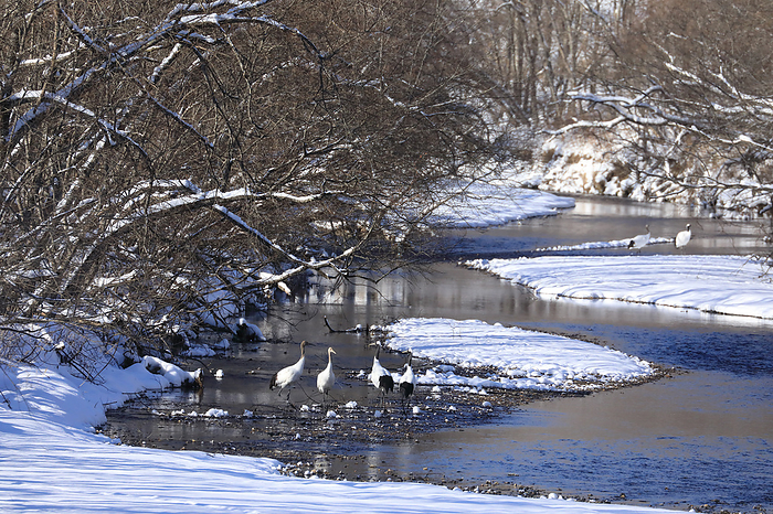 Hokkaido, Japan: The river where the red-crowned crane roosts.
