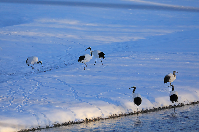 Hokkaido, Japan: A sleeping crib for cranes in the extreme cold