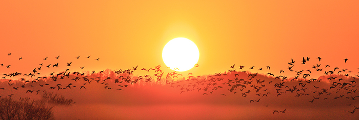 Sunset and Migratory Birds Hokkaido
