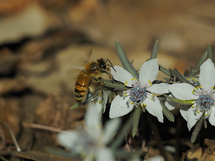 Bees and Setsubunsou