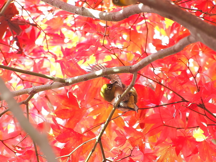 White-eye and autumn leaves