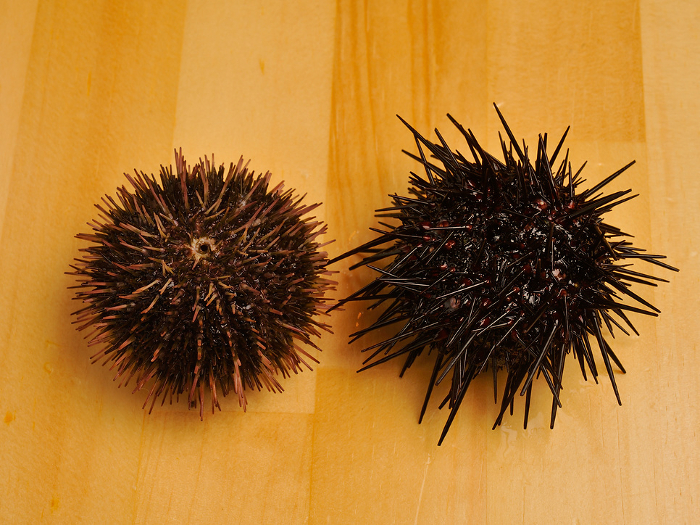 Murasaki sea urchin and Buffoon sea urchin