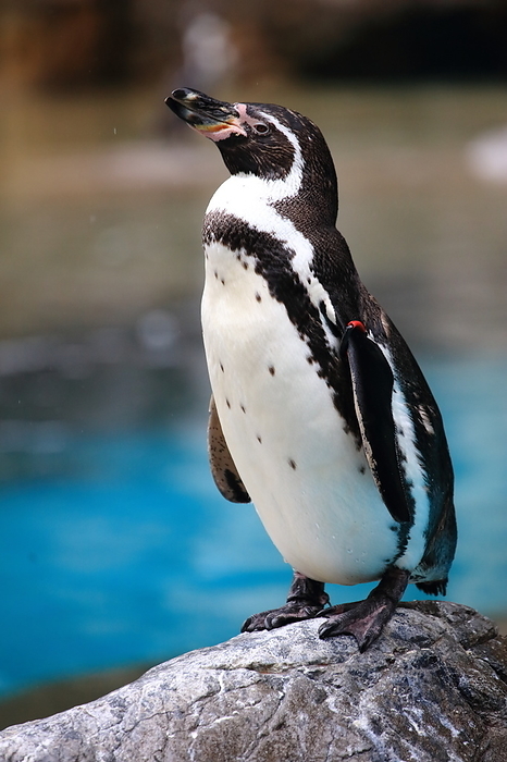 Humboldt penguins Yokohama Zoorasia
