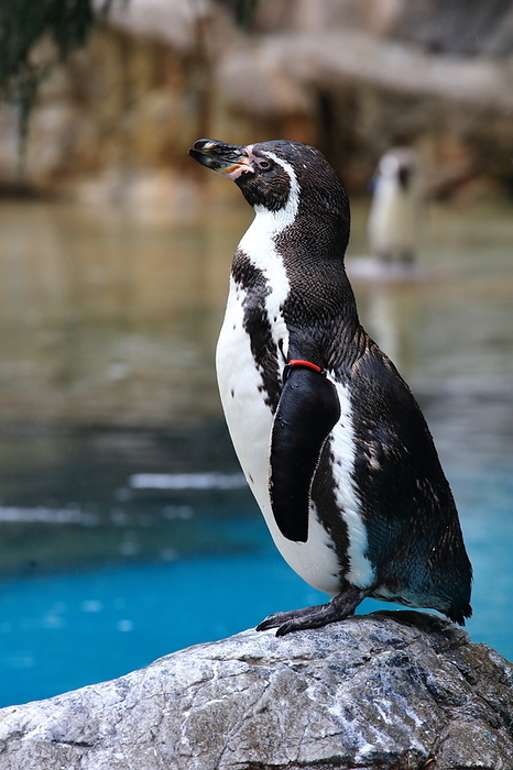 Humboldt penguins Yokohama Zoorasia