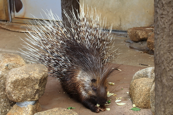 Porcupine Ichikawa Zoo and Botanical Garden